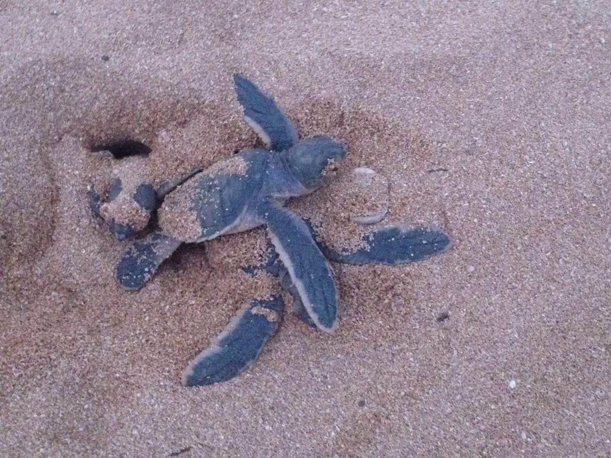 https://www.theserenaexperience.com/wp-content/uploads/2021/02/SBRS-Sea-Turtle-Hatching-Along-Kenyan-Coast-1200x900.jpg